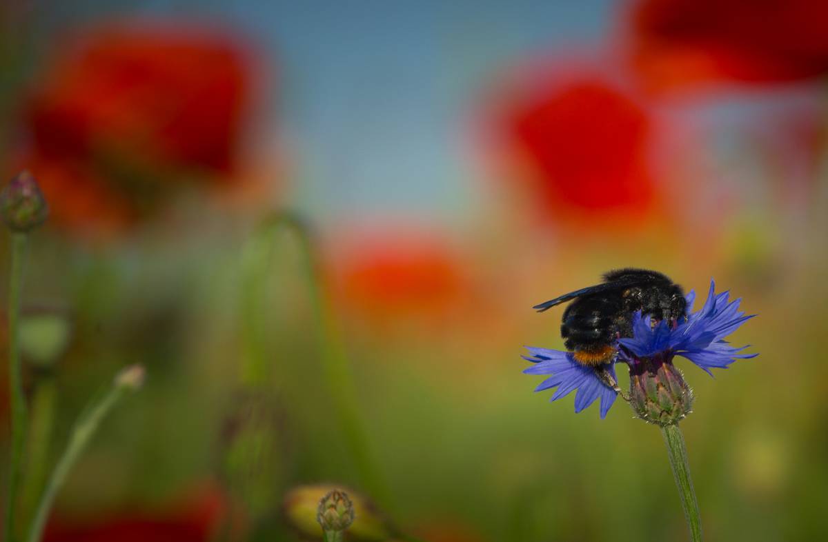 Волошковий залицяльник