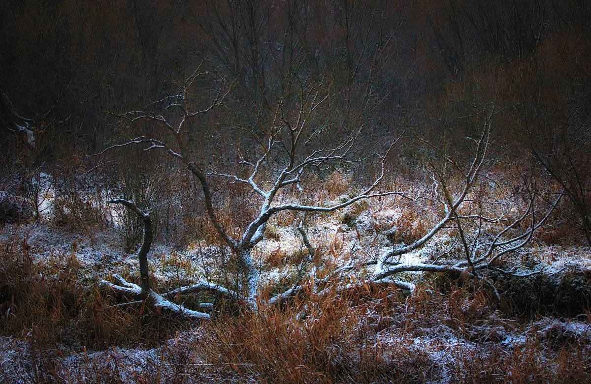 Перший сніг