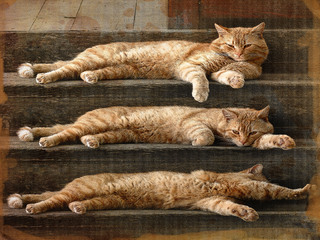 Киця, киця, киця