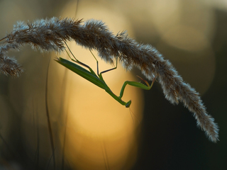 Богомол і колосок