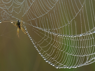 Творець перлин