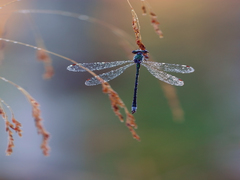 Зустрічаючи ранок