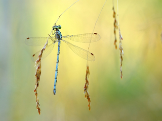 Бабка на колоску