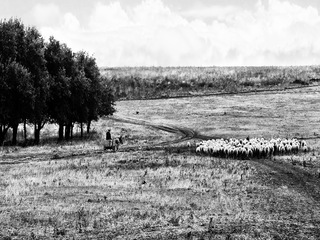 Бессарабский пейзаж