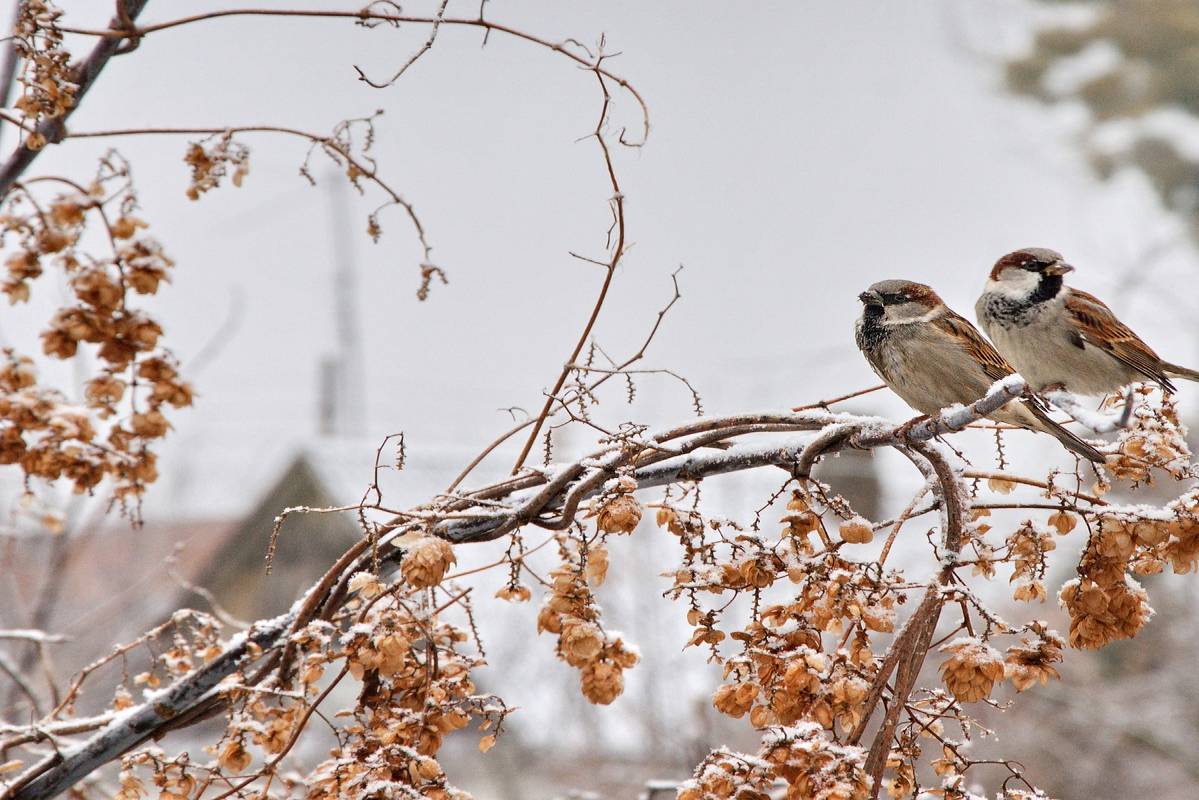 Хмільний ранок