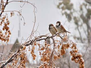 Хмільний ранок