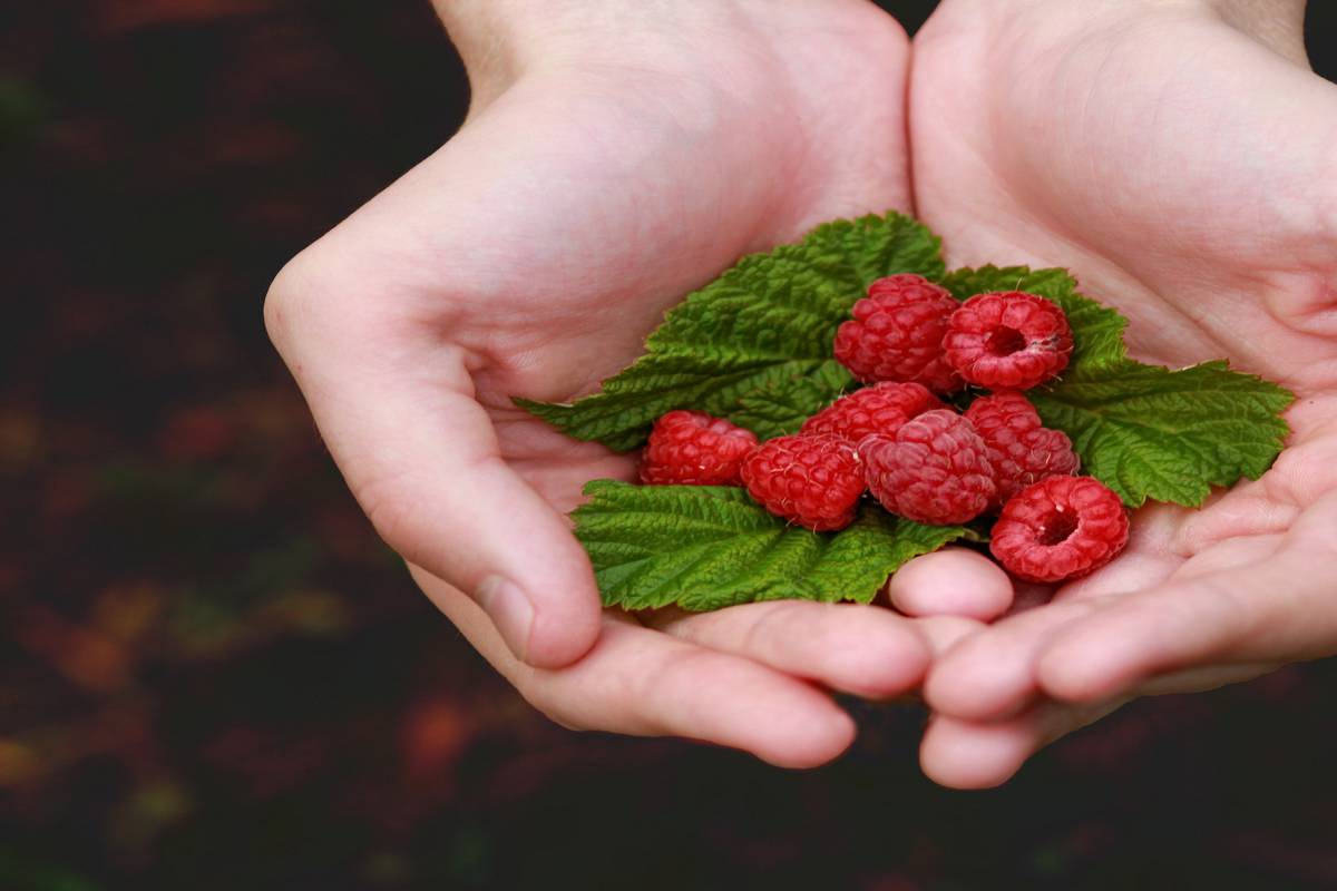 ягода малина