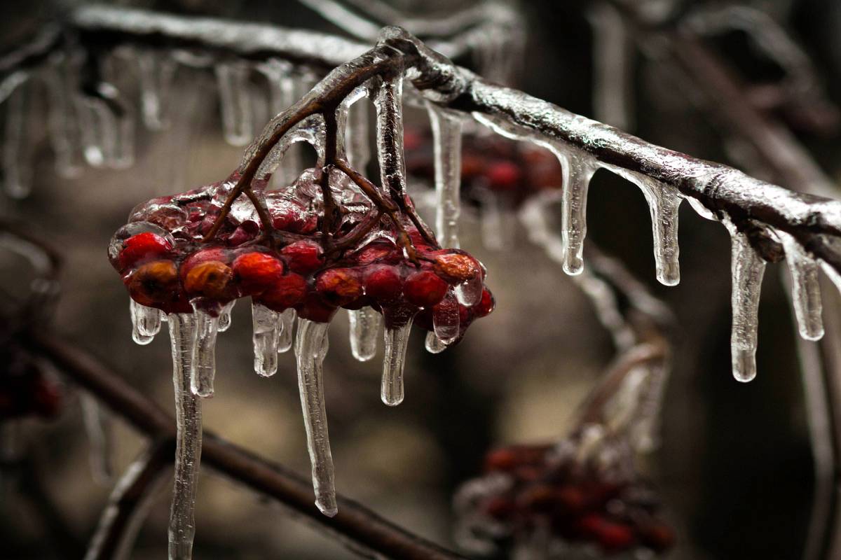 Зимняя рябина