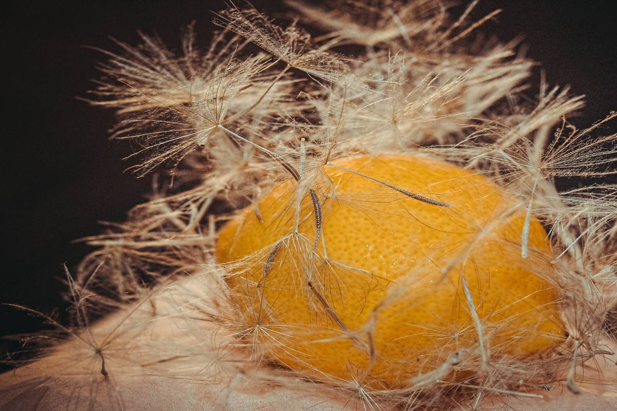 одуван Лимонелло (цв)