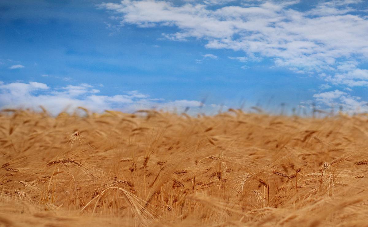 ПШЕНИЧНОЕ ПОЛЕ
