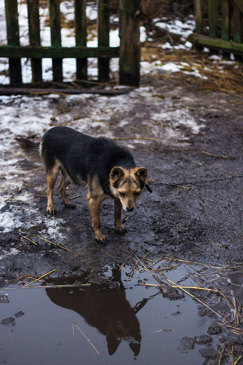 Собаче життя..