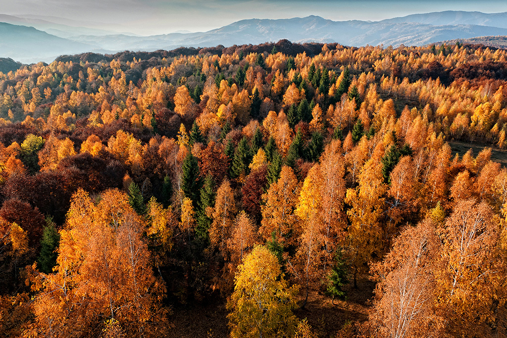 Барви осені