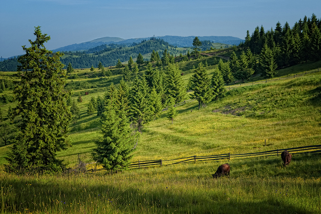 Літо в Карпатах