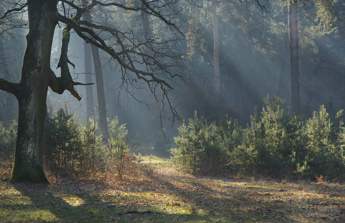 Старий дуб-колдун