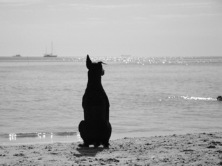 Хозяин,вернись!