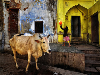 Playful life in color