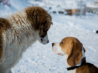 взгляд собак