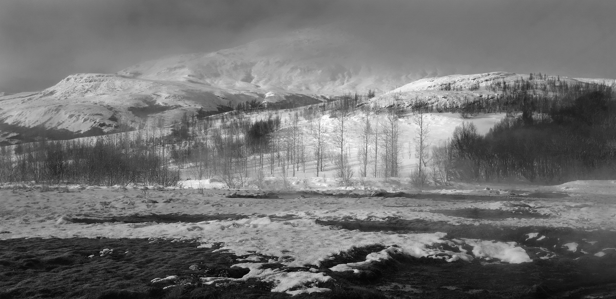 Ісландія пейзаж з деревами