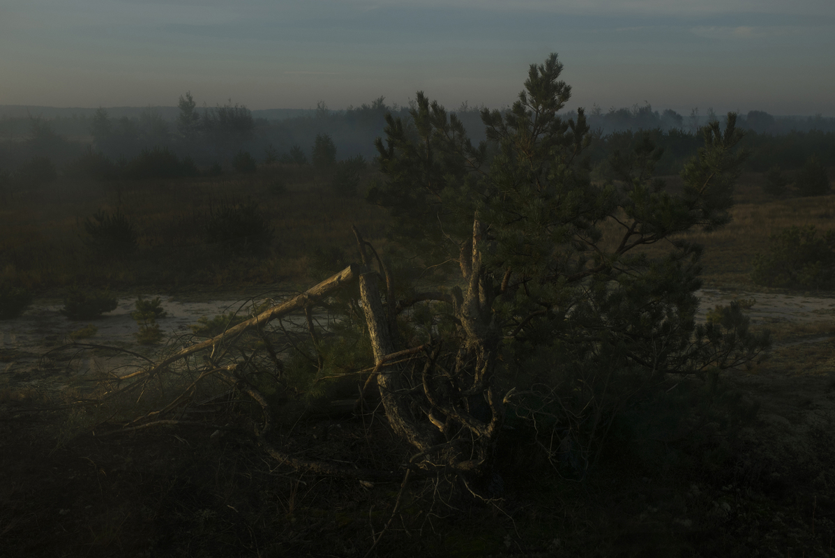 Полісся на світанку