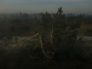 Полісся на світанку