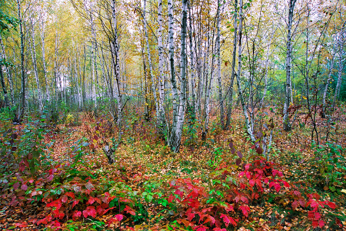 Берёзовая роща