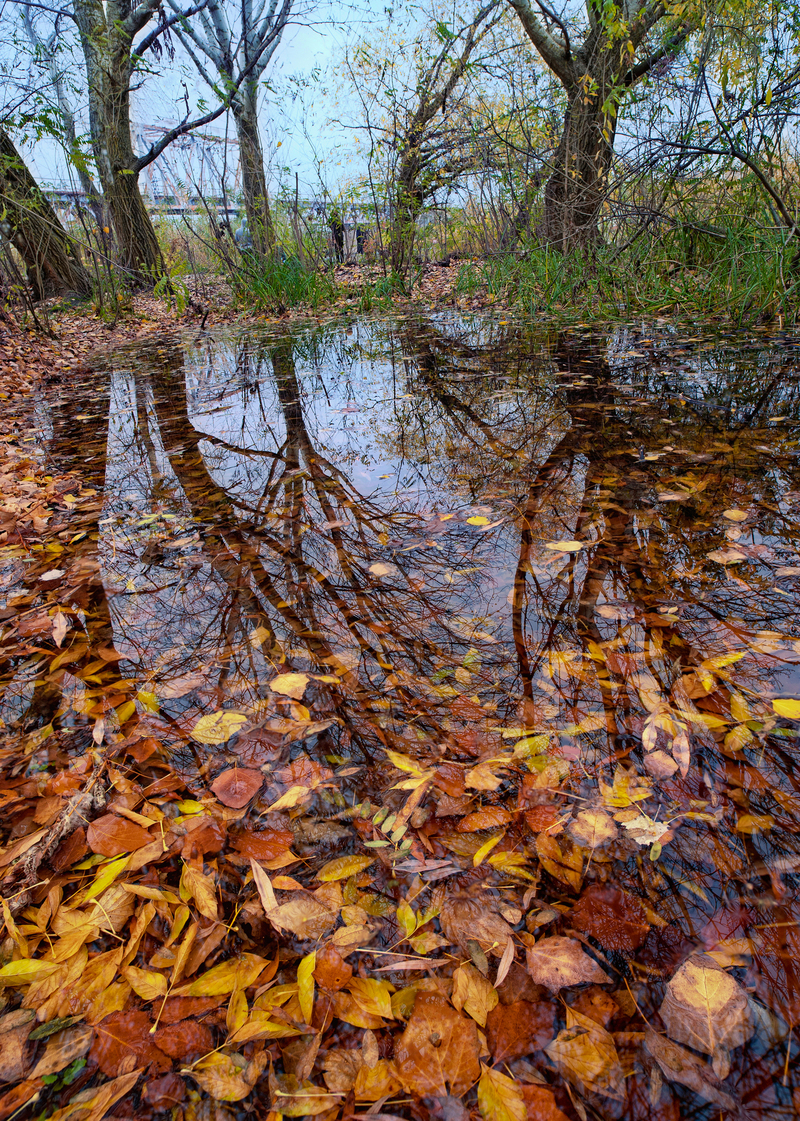 Осенний ковёр