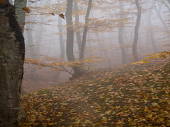 осенняя мелодия