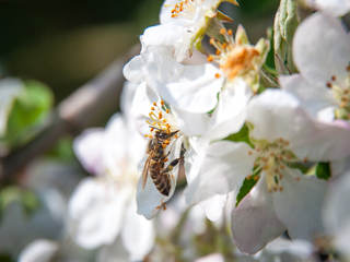 Буде медок.