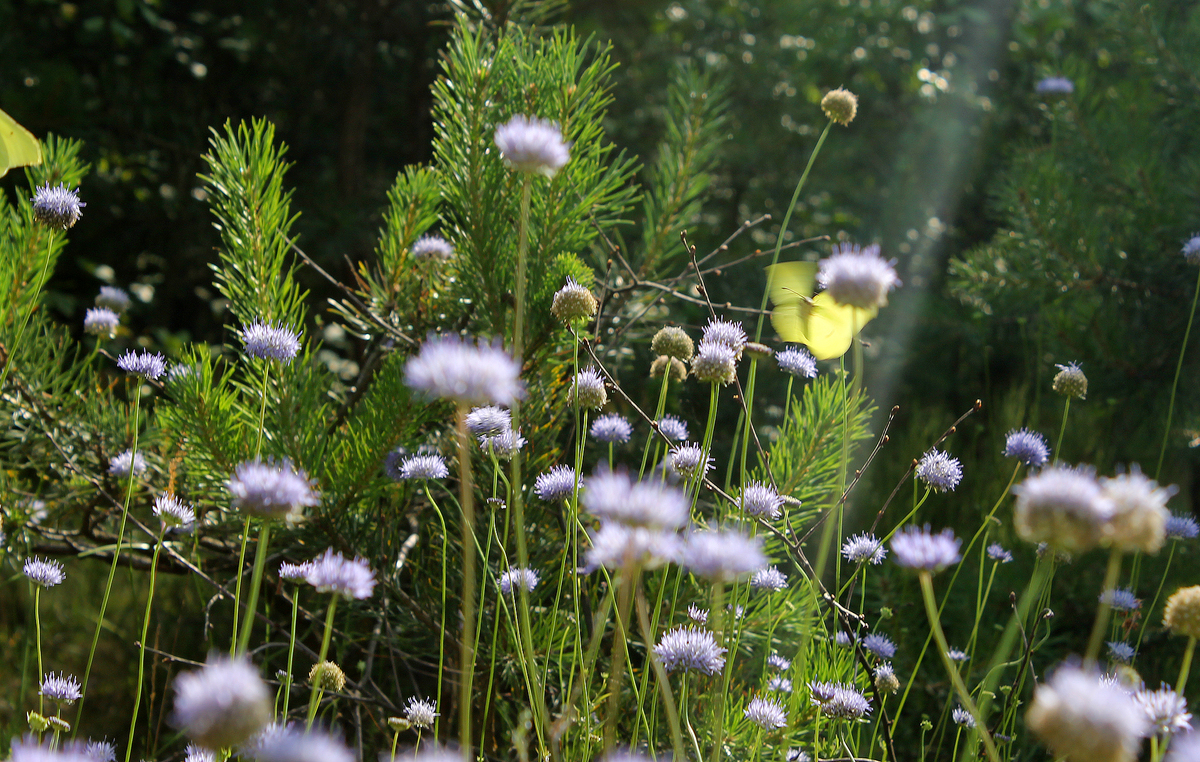 Гармонія кольору