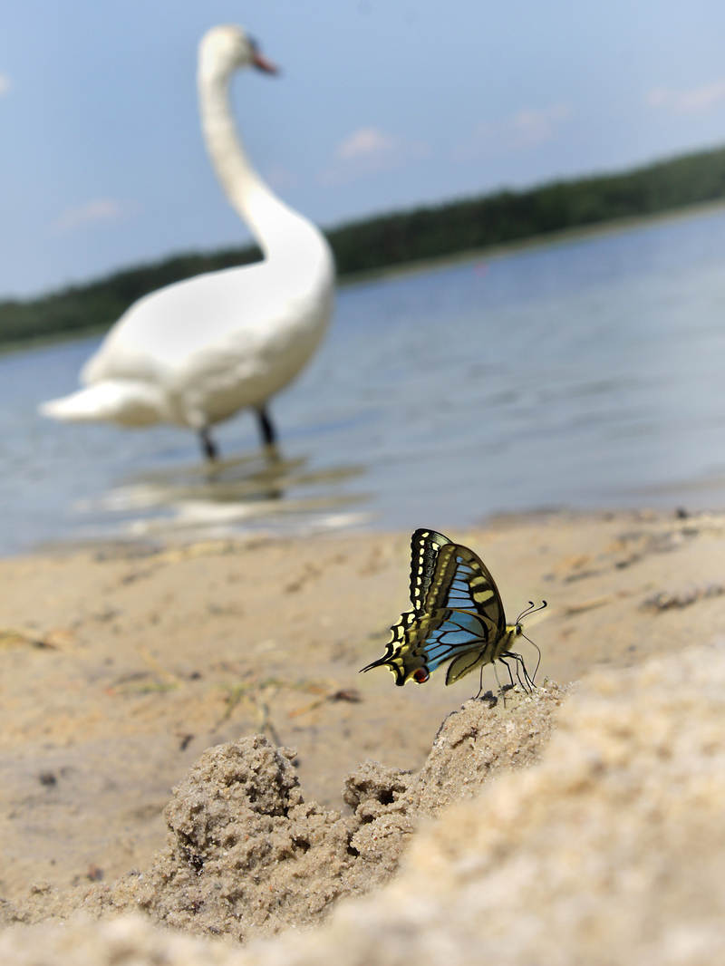 Цікавий момент