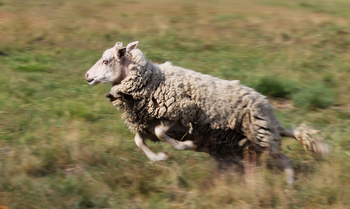 Попалася у межі фокусу