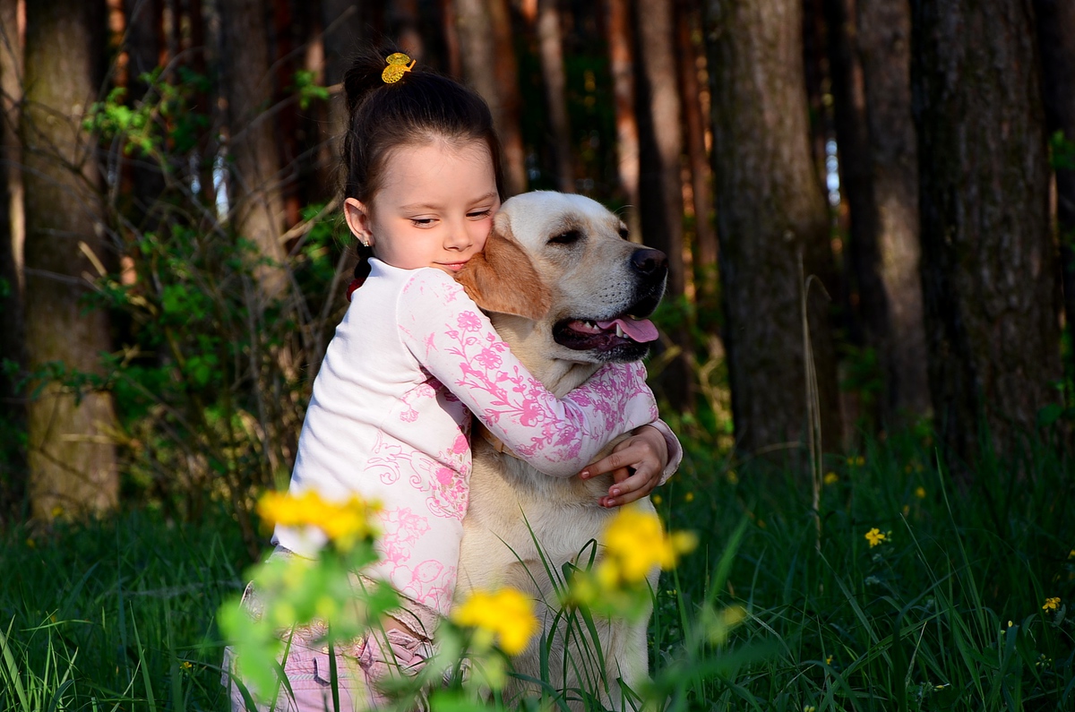 Лучший друг-лабрадор.