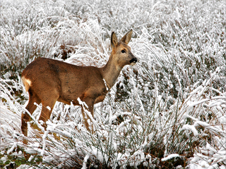Reegeit in de sneeuw