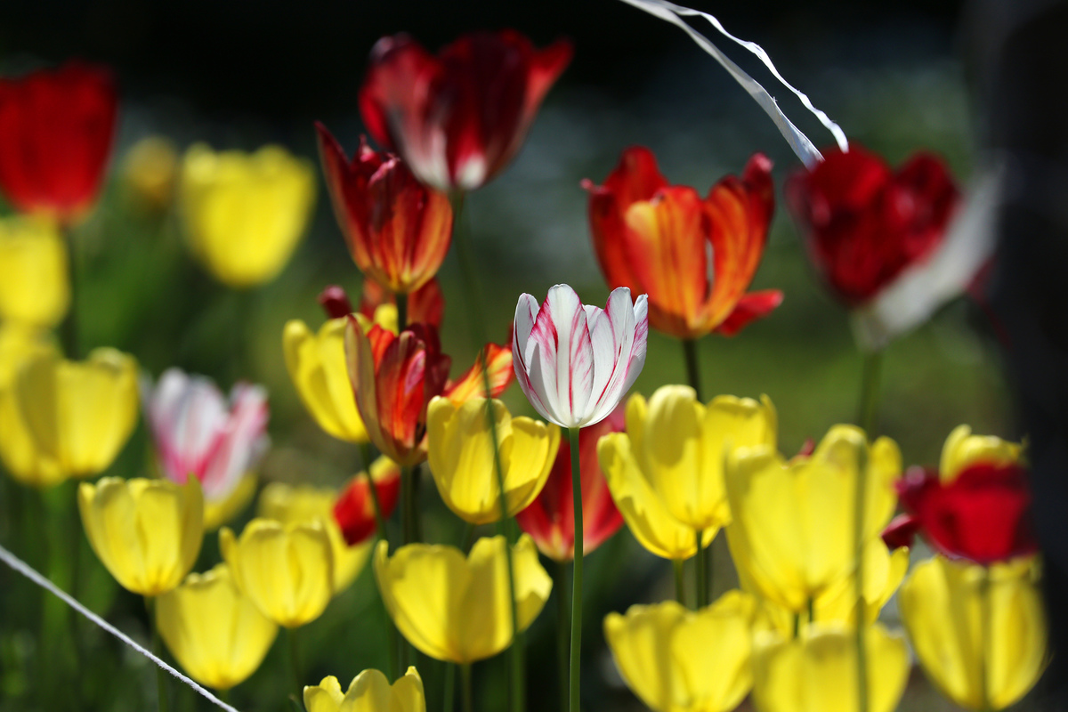 весна в бот.саду1