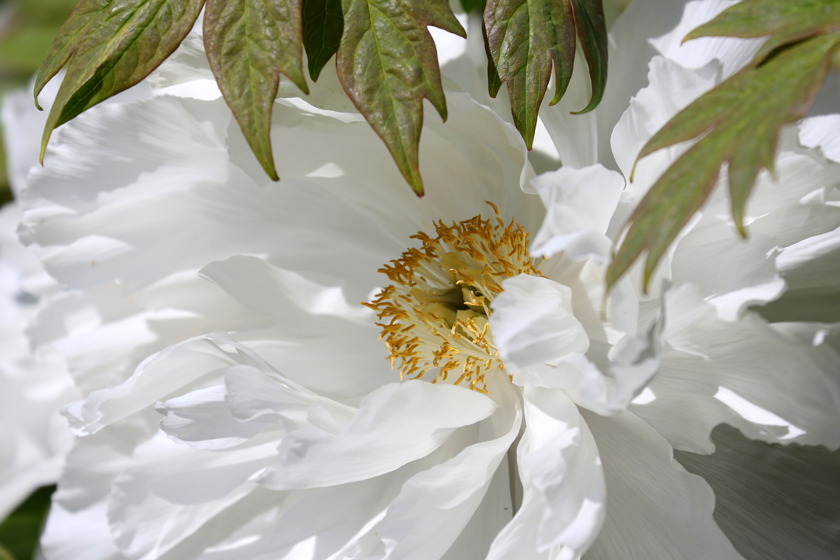 весна в бот.саду2