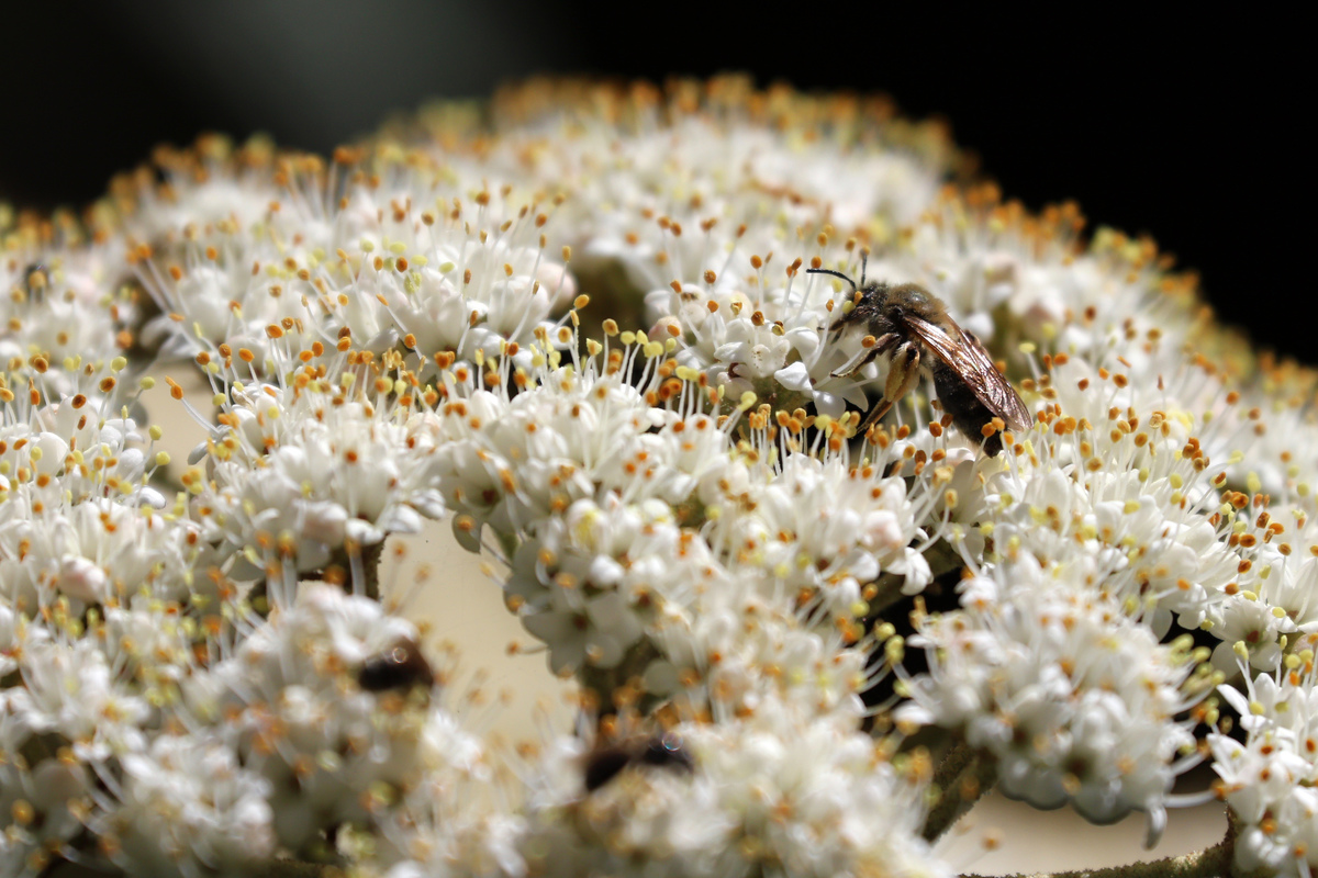 весна в бот.саду3