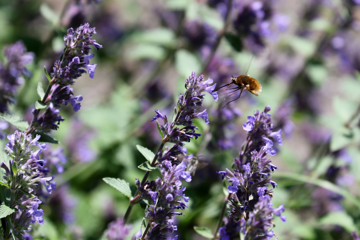 весна в бот.саду4