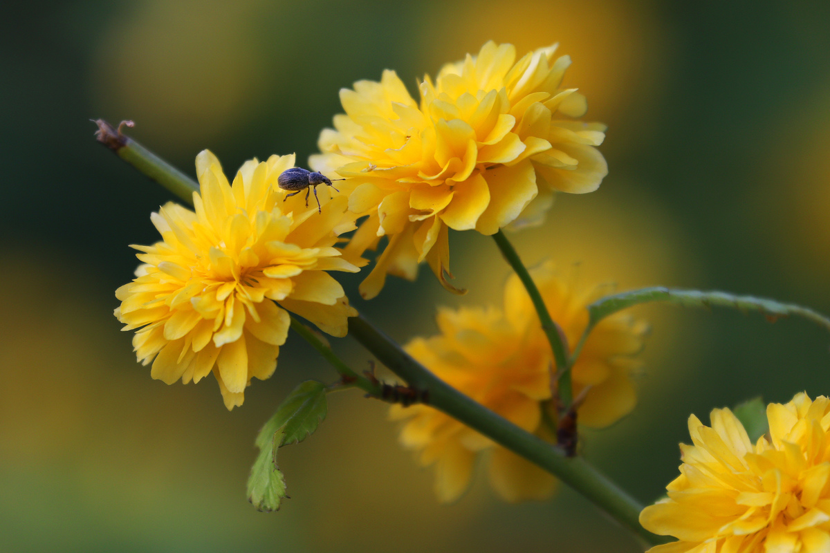 весна в бот.саду5