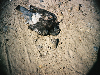 Алегорія розчарування (мертвий птах) (плівка, ломо)