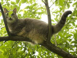 Кіт на дереві