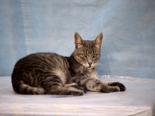 Кішка на блакитному