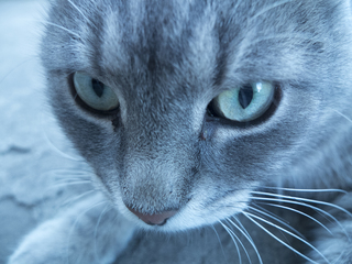 Кіт у блакитних тонах