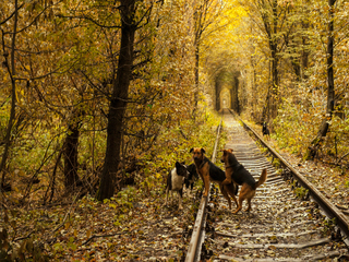 Тунель кохання