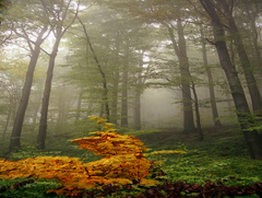 Утро в Лесу