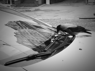 Вороне как-то Бог послал орех