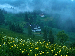 поміж квітів та туману