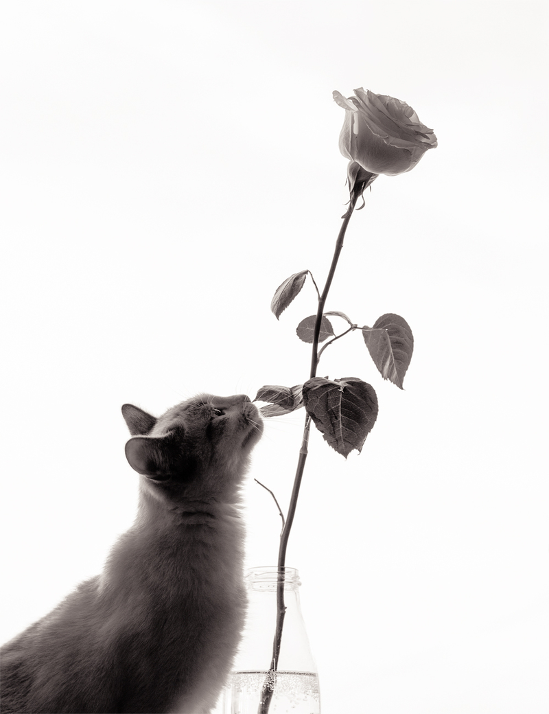 Кошки тоже любят цветы