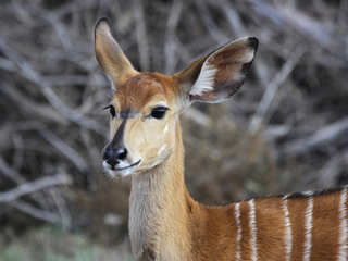 Мисс грация
