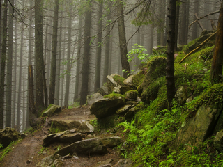 Лісові камені.