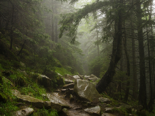 Ранок у лісі.